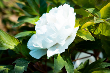 景山公园牡丹(9)2026-04-21 b