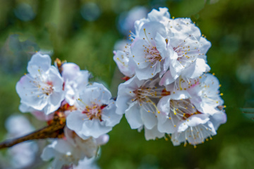 天坛公园杏花（6）2026-03-27 f