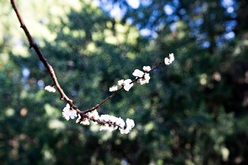 天坛公园杏花、玉兰（14）2025-3-24 e