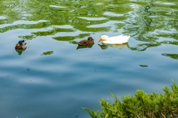 玉渊潭公园樱花（4）2026-03-30 b