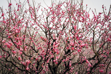 北京明城墙遗址公园（8）2026-03-17 a