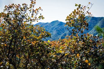 北京八达岭森林公园（12）2024-10-10 d
