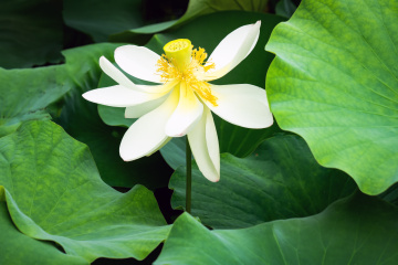 北京莲花池公园（1）2026-6-18 e