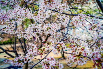 玉渊潭公园樱花（6）2026-03-30 c