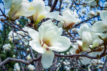 春季玉兰花（6）2026-03-24 d