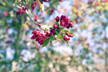 陶然亭公园海棠花（6）2025-4-2 d