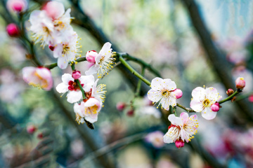 北京明城墙遗址公园（7）2026-03-17 a