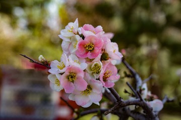 然亭公园海棠花（1）2025-4-2 e