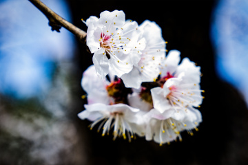 天坛公园杏花（6）2026-03-27 d