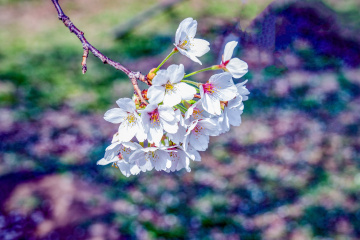 玉渊潭公园樱花（6）2026-03-30 f