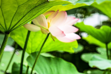 北京莲花池公园（22）2026-6-18 b