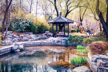 玉渊潭公园樱花（5）2026-03-30 b