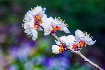 天坛公园杏花（8）2026-03-27 f