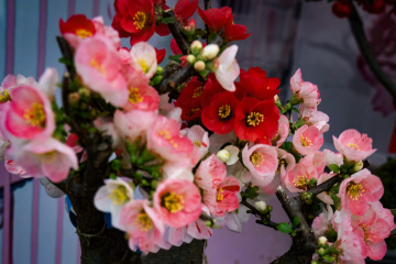 北京陶然亭公园海棠花(16)2026-04-02 c