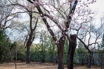 颐和园西堤（6）2025-3-19 e