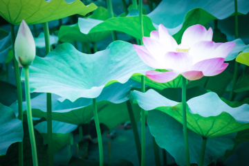 北京莲花池公园（2）2026-6-18 e
