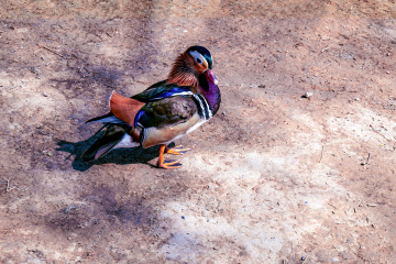 颐和园西堤（6）2026-03-20 b