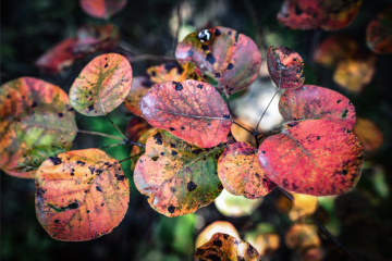 北京八达岭森林公园（22）2025-10-14 a