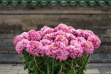 天坛公园菊花（2）2023-10-31 f