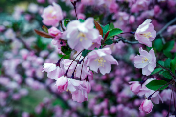 北京陶然亭公园海棠花(15)2026-04-02 a