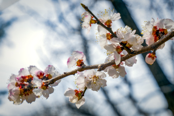 天坛公园杏花（6）2026-03-27 a