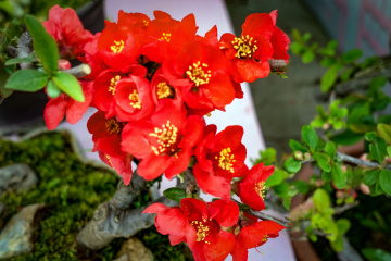 北京陶然亭公园海棠花(15)2026-04-02 c