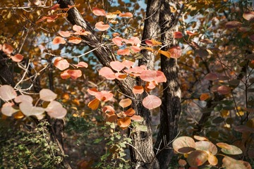 北京坡峰岭（33）2024-10-21 c