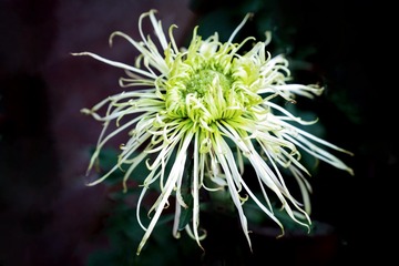 北海公园菊花（14）2024-10-5 f