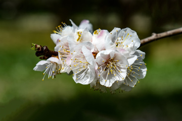 天坛公园杏花（8）2026-03-27 c