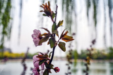 北京陶然亭公园海棠花(12)2026-04-02 e
