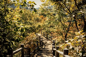 北京八达岭森林公园（21）2024-10-10 e