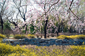 颐和园西堤（5）2026-03-20 f