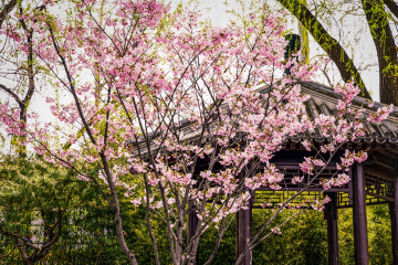 玉渊潭公园樱花（5）2026-03-30 d