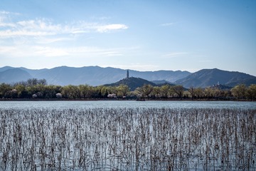 颐和园西堤（15）2025-3-19 f