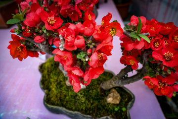 北京陶然亭公园海棠花(15)2026-04-02 b