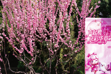 玉渊潭公园樱花（3）2026-03-30 a