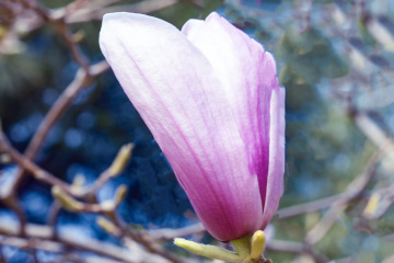 春季玉兰花（5）2026-03-24 e