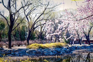 颐和园西堤（6）2026-03-20 a