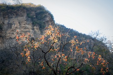 北京坡峰岭（1）2024-10-21 f