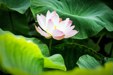 北京莲花池公园（22）2026-6-18 d