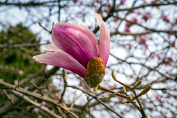 春季玉兰花（4）2026-03-24 f