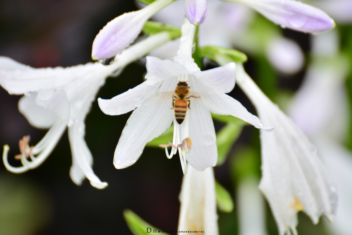 生活不只是眼前的苟且,还有诗和远方 - 街拍, 城