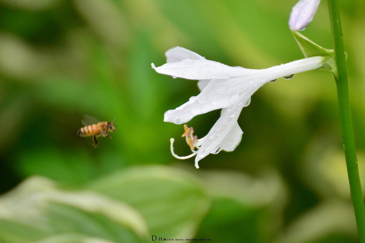 生活不只是眼前的苟且,还有诗和远方 - 街拍, 城