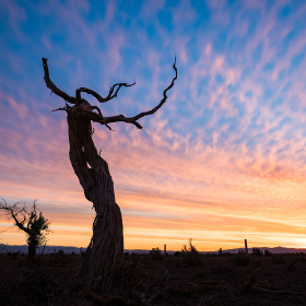 赤日巡空云吐火,枯木不朽傲骨扬天荒弱木根须绝,地老孤枝叶脉昂极目