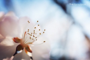 DSC06586 版权