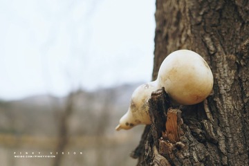 DSC06668 版权