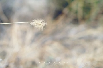 DSC06680 版权