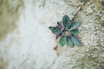 DSC06705 版权
