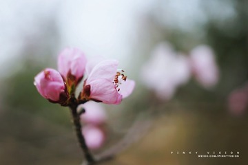 DSC06785 版权
