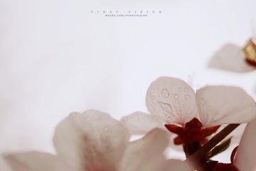 DSC06817 版权